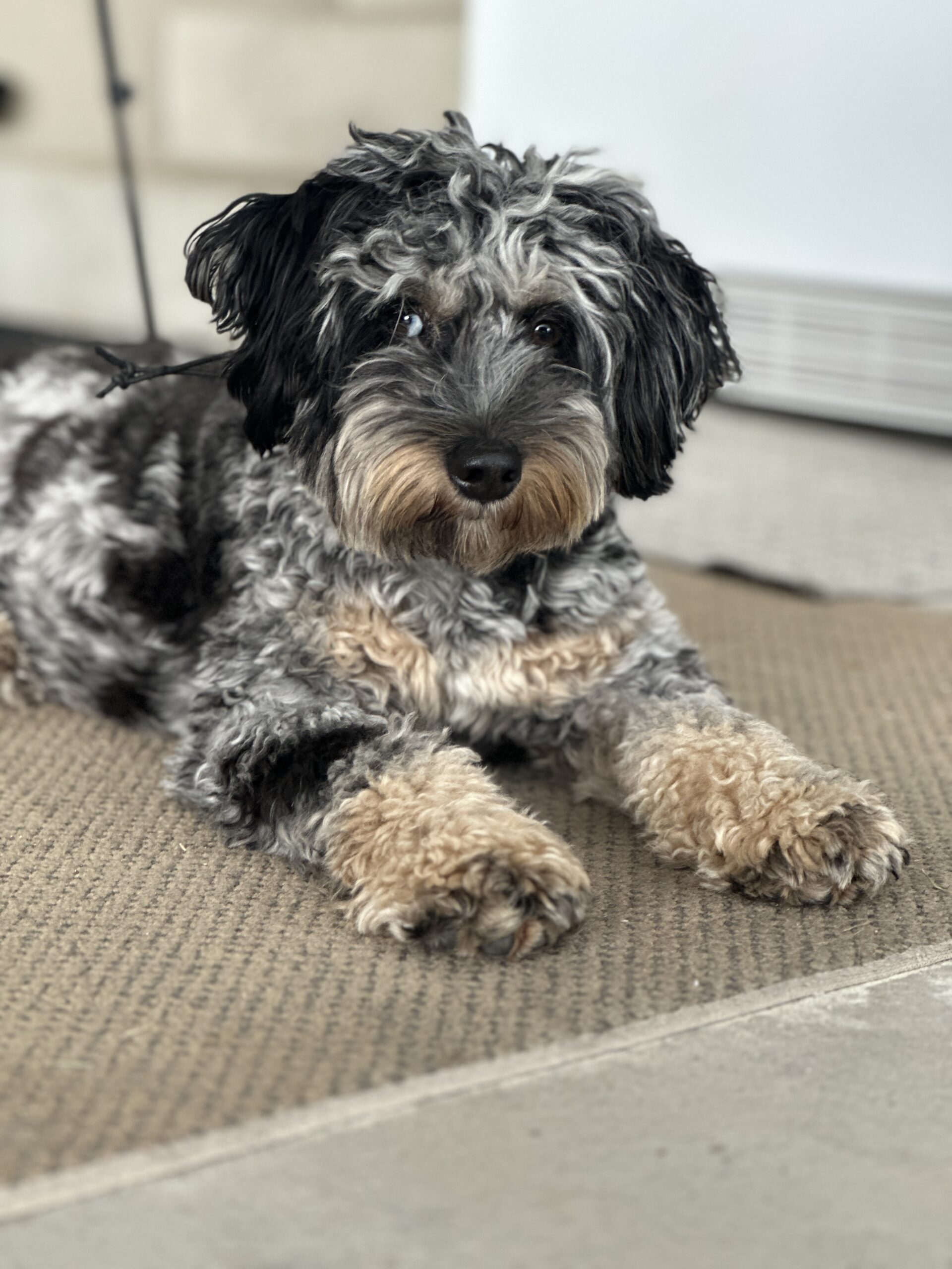 Dog Treats - Image 5